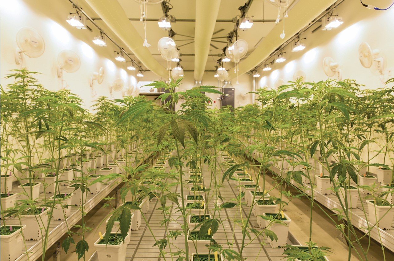USA Today: Canndescent Opens Marijuana Cultivation Facility